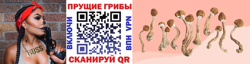 купить  цена  KRAKEN tor  Псилоцибиновые грибы Psilocybine cubensis  Ульяновск 